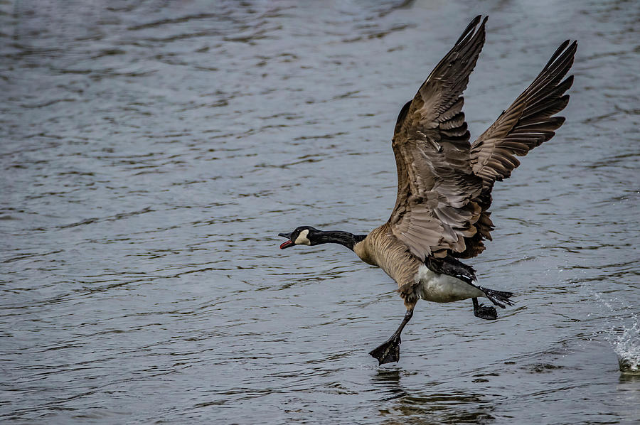 Goose Step Photograph by Ray Congrove