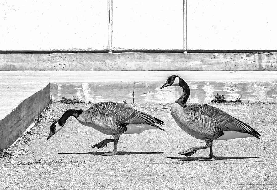 Goose Step Strut - The New Dance Craze bw Photograph by Steve Harrington