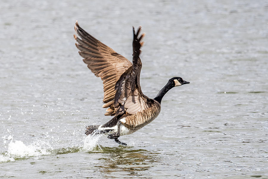 Goose takeoff Photograph by Paul Freidlund