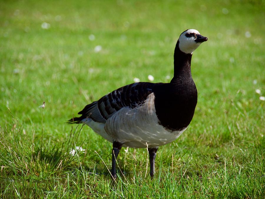 Goose Photograph by Tamara Sushko - Fine Art America