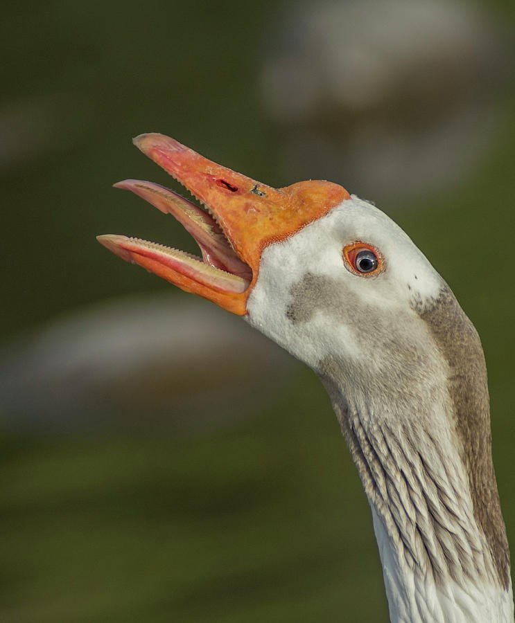 Goose Tongue Photograph by Rick Mosher