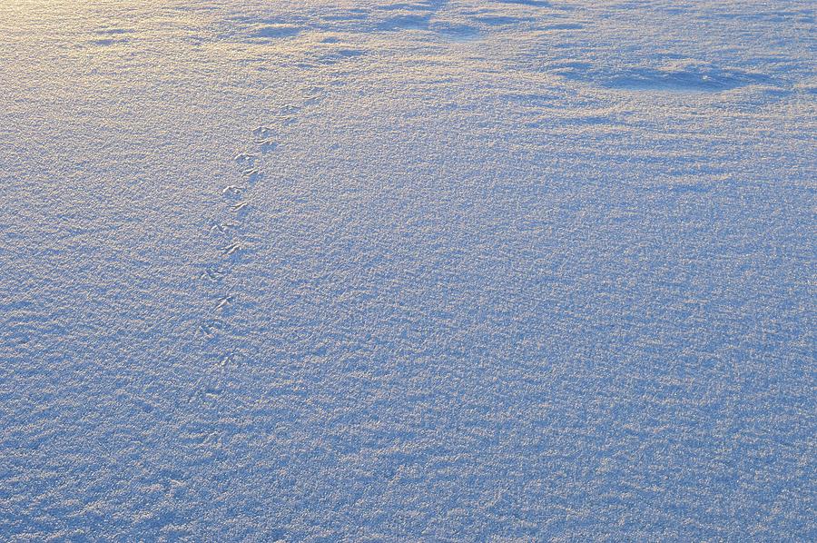 Goose Tracks On The Ice Pellets  Photograph by Lyle Crump