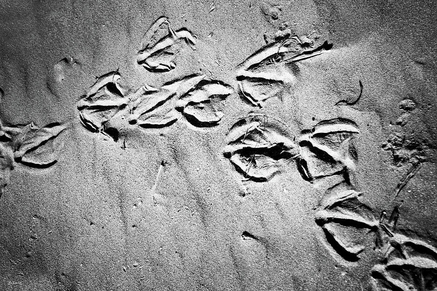 Goose Tracks Photograph by Shawna Rowe