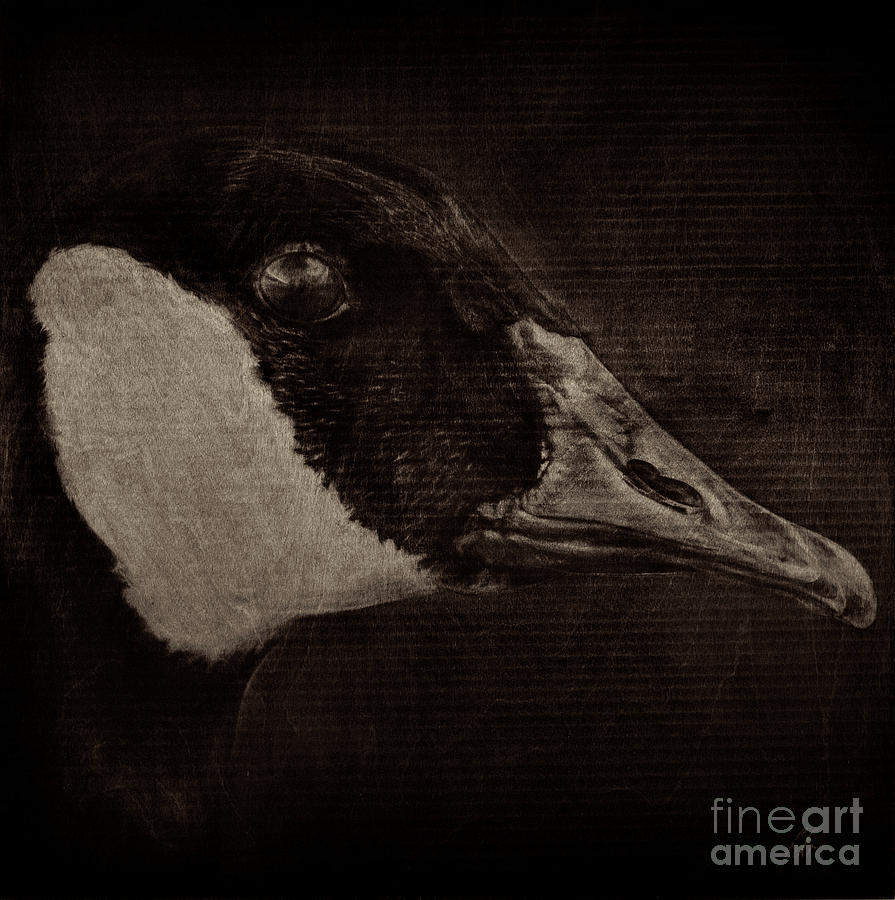 Canada Goose Drawing - Goose - warm cast by Heather Beauchesne Canada Goose Drawing - Goose - warm cast by Heather Beauchesne