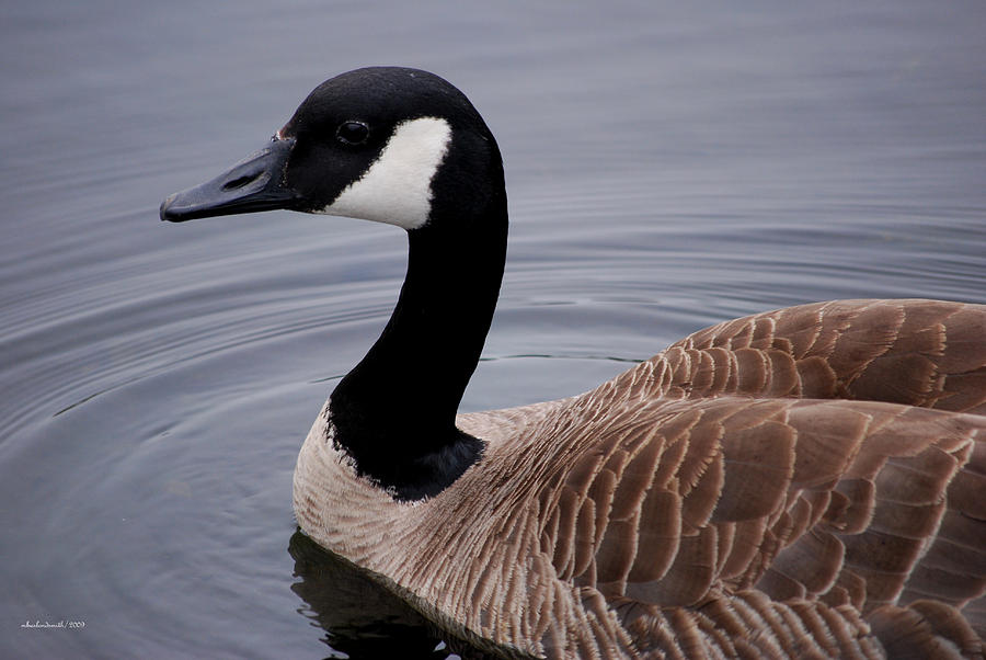 Goose watching me... Photograph by Michelle BarlondSmith - Fine Art America