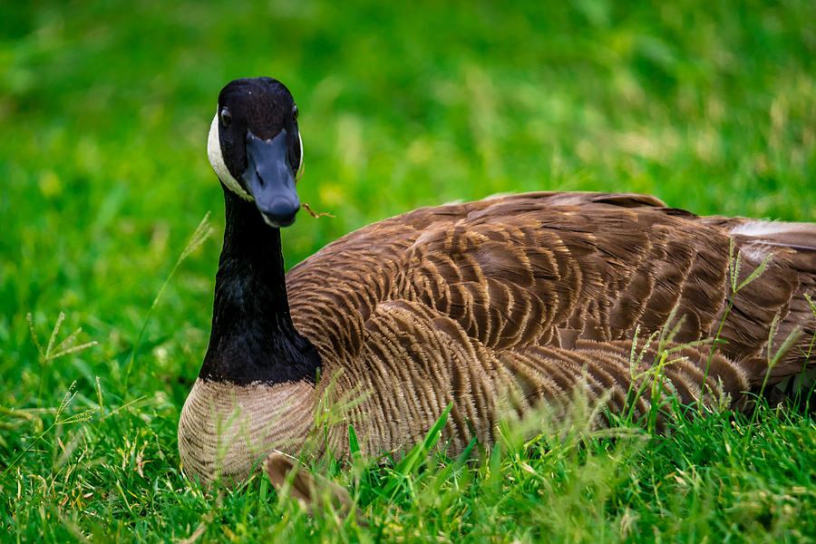 Canadian Goose With Grass in Bill Photograph by Robert Hurst - Fine Art ...