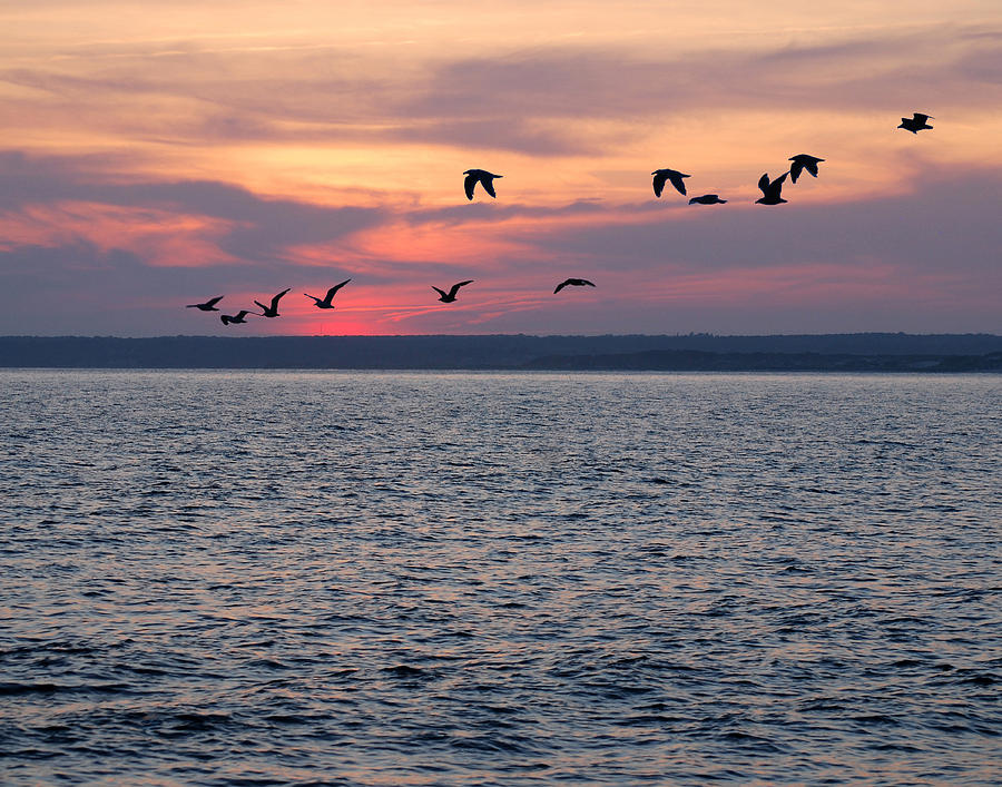 Beach Photograph - Gooseberry Gulls by Mark Wiley Beach Photograph - Gooseberry Gulls by Mark Wiley