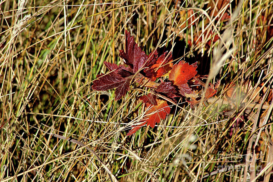 Gooseberry in Fall Photograph by Ann E Robson