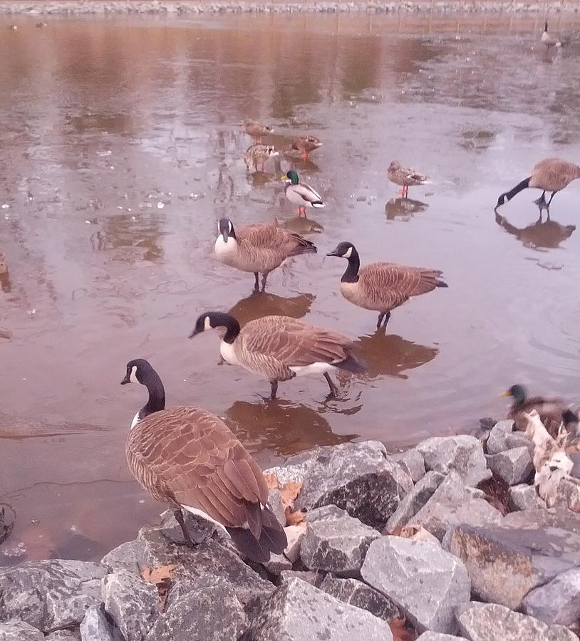Geeses on lake  Pyrography by Khalid Saeed