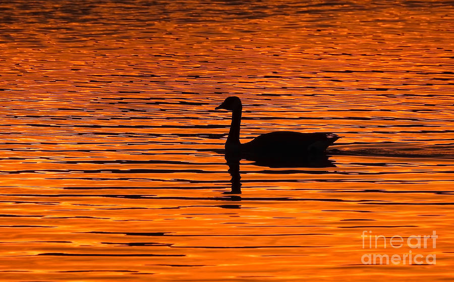 Gooses Solitary Swim Photograph by Beth Myer Photography