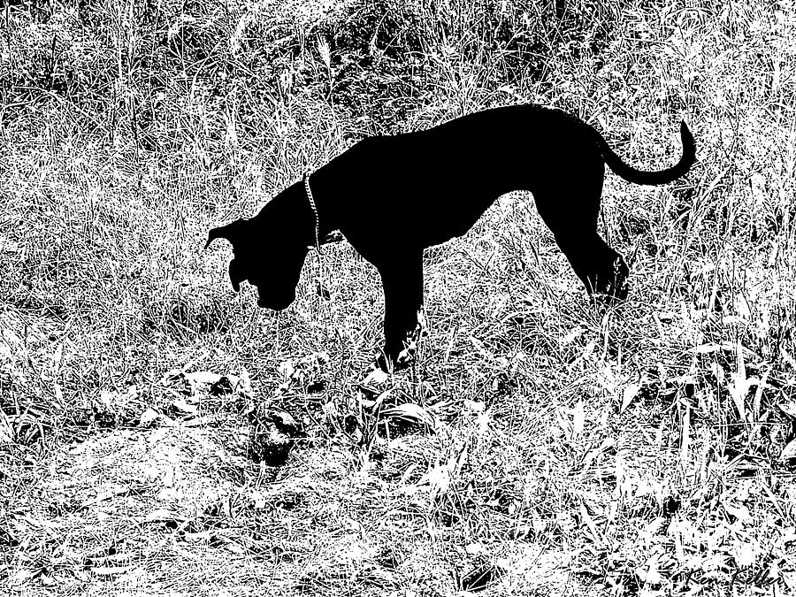 Gopher Hunting Photograph