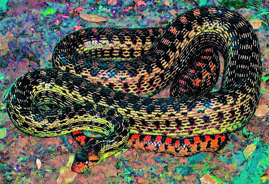 Gopher Snake Photograph by Pamela Cooper