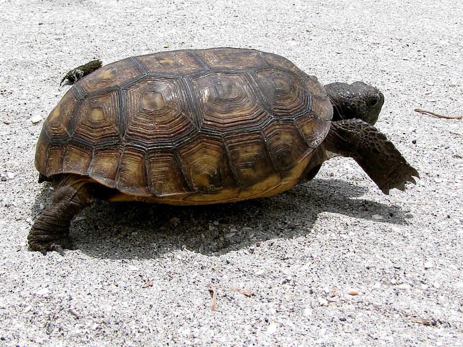 Gopher Tortoise  002  Photograph by Christopher Mercer