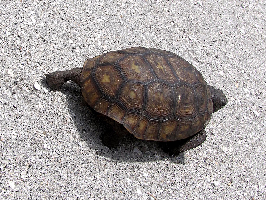 Gopher Tortoise  003 Photograph by Christopher Mercer