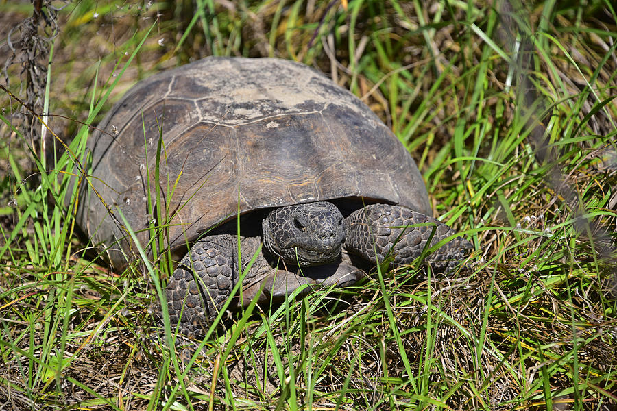 Gopher Tortoise 2 Photograph by Deborah Good