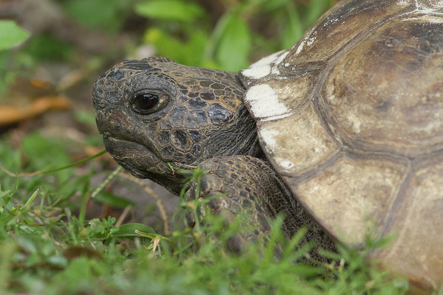 Gopher Tortoise #2 Photograph