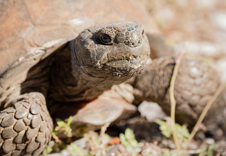 Turtle Photograph - Gopher Tortoise  by Edie Ann Mendenhall