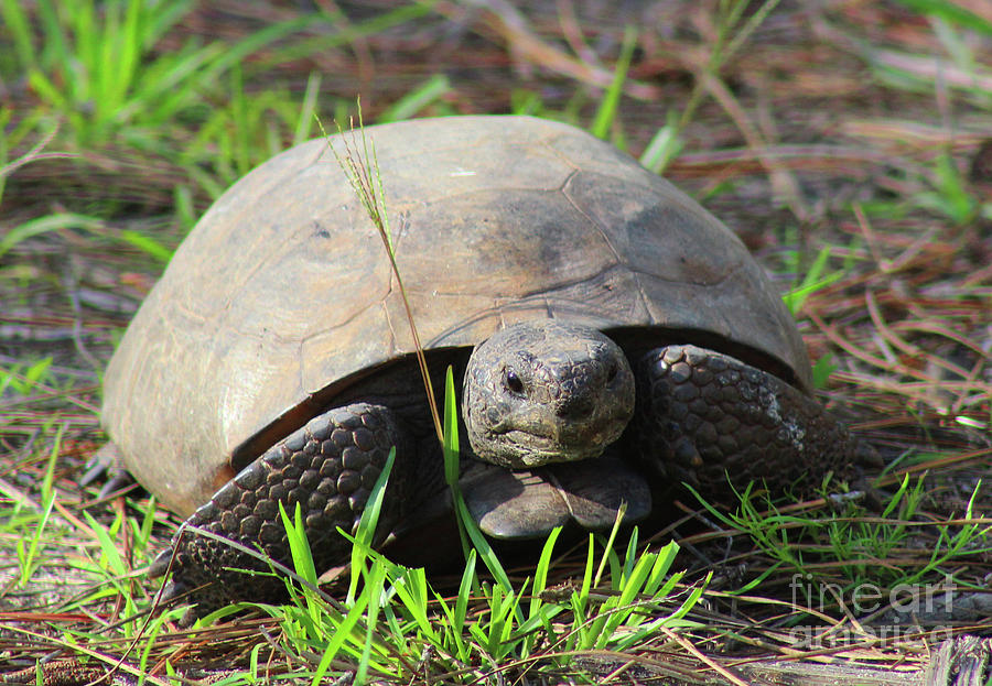 Gopher Tortoise in Southeastern Georgia Photograph by Maili Page | Fine ...