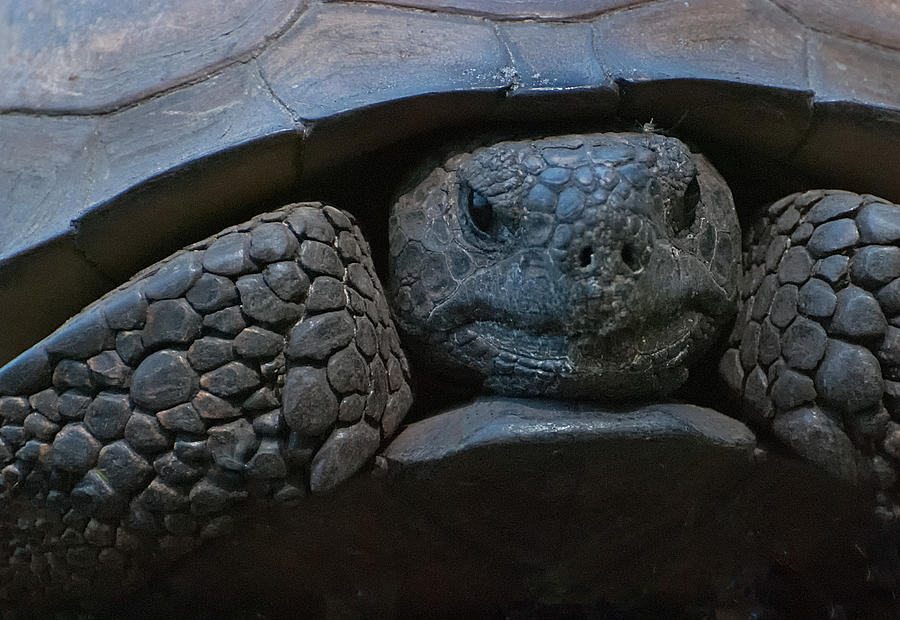 Gopher Tortoise Photograph by Lynnae Pedersen - Fine Art America