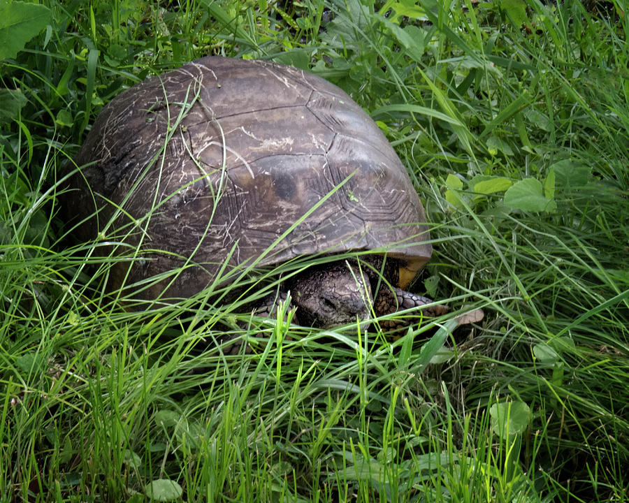 Gopher Tortoise Photograph by Mitch Spence