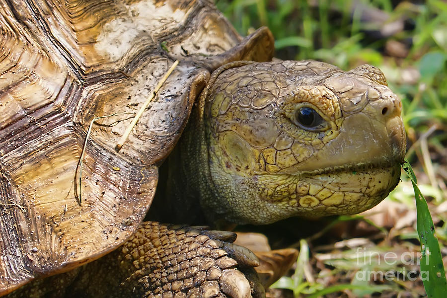 The Spur-Thighed Tortoise  Photograph by Olga Hamilton