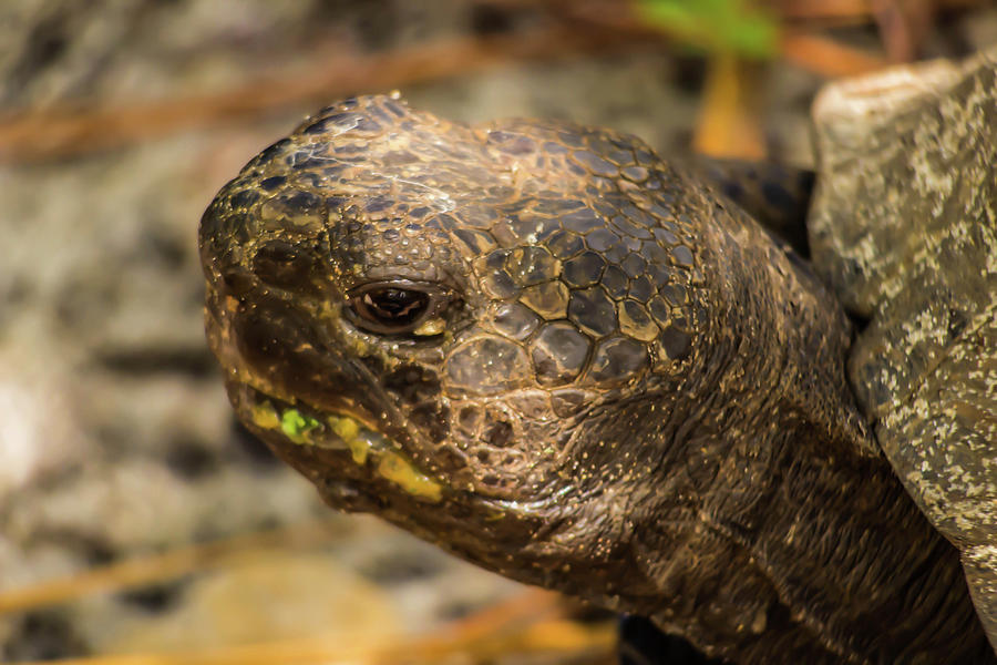 Gopher Tortoise Photograph
