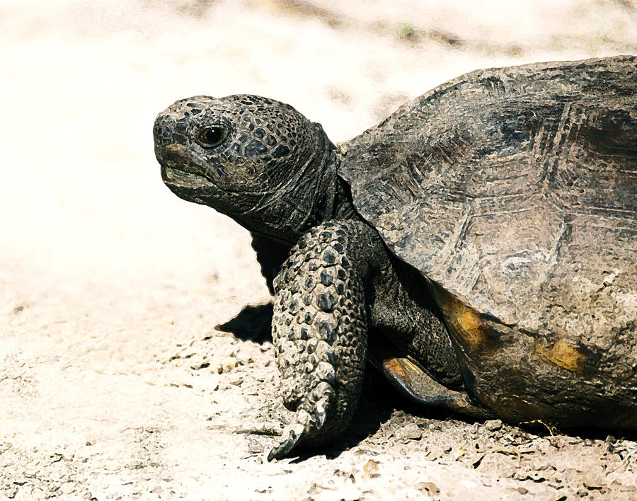 Gopher Tortoise Portrait Photograph