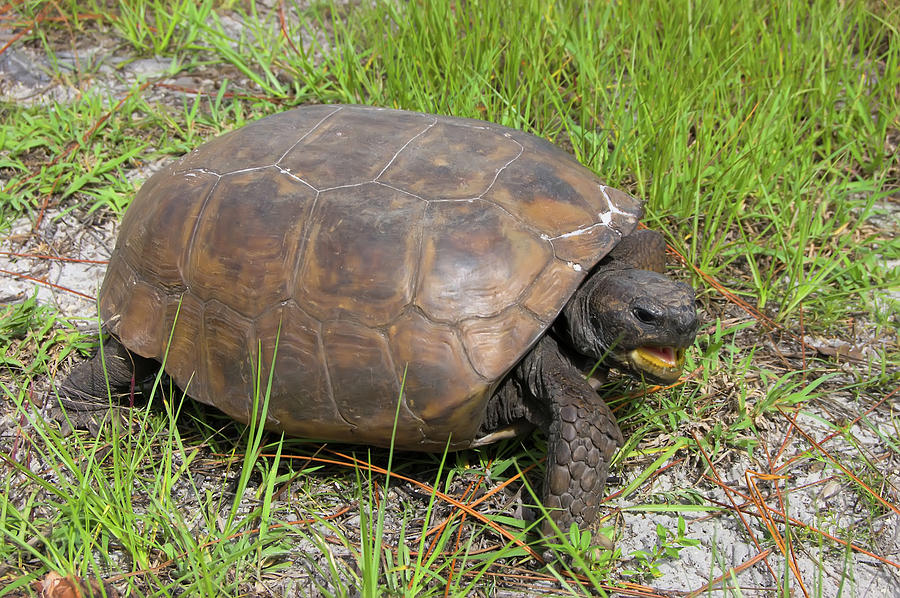 Gopher Tortoise Photograph by Richard Leighton