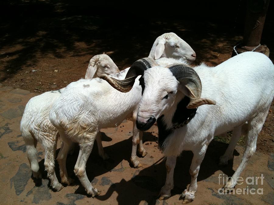 Goree Goats Photograph by Fania Simon