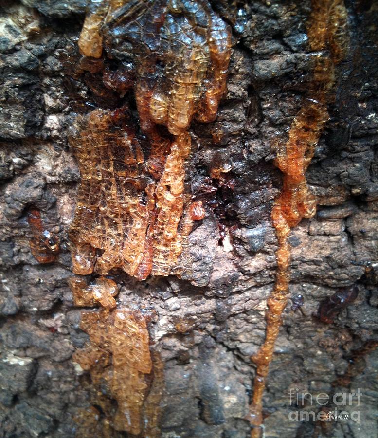 Goree Tree Texture Photograph by Fania Simon