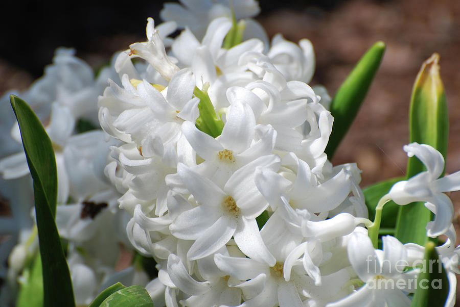 Flower Photograph - Goregeous White Flowering Hyacinth Blossom by DejaVu Designs