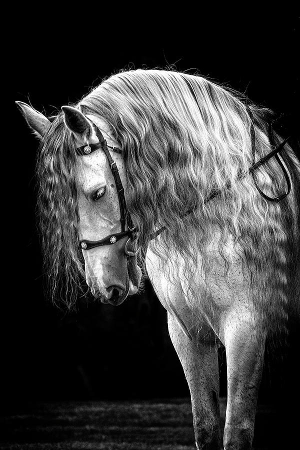 Gorgeous Andalusian Photograph by Wes and Dotty Weber