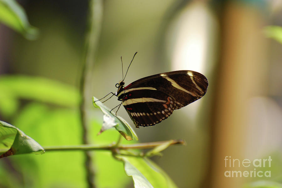 Gorgeous Black and White Zebra Butterfly on a Branch Photograph by DejaVu Designs