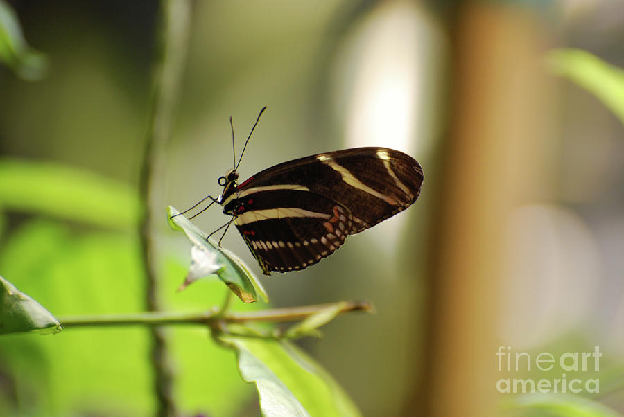 Gorgeous Black and White Zebra Butterfly with Red Spots Photograph by DejaVu Designs