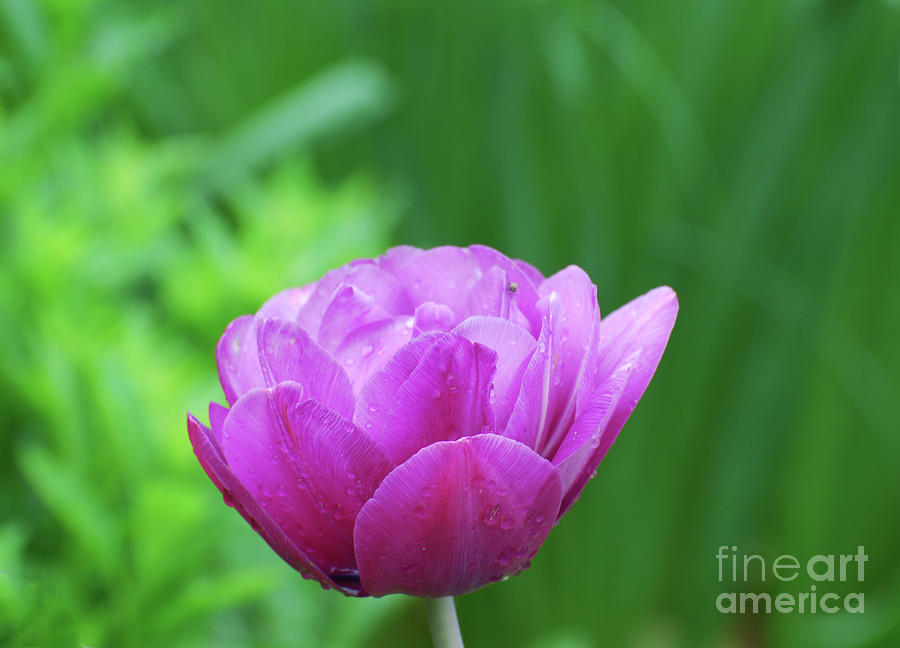 Gorgeous Blooming and Flowering Dark Pink Parrot Tulip Photograph by DejaVu Designs