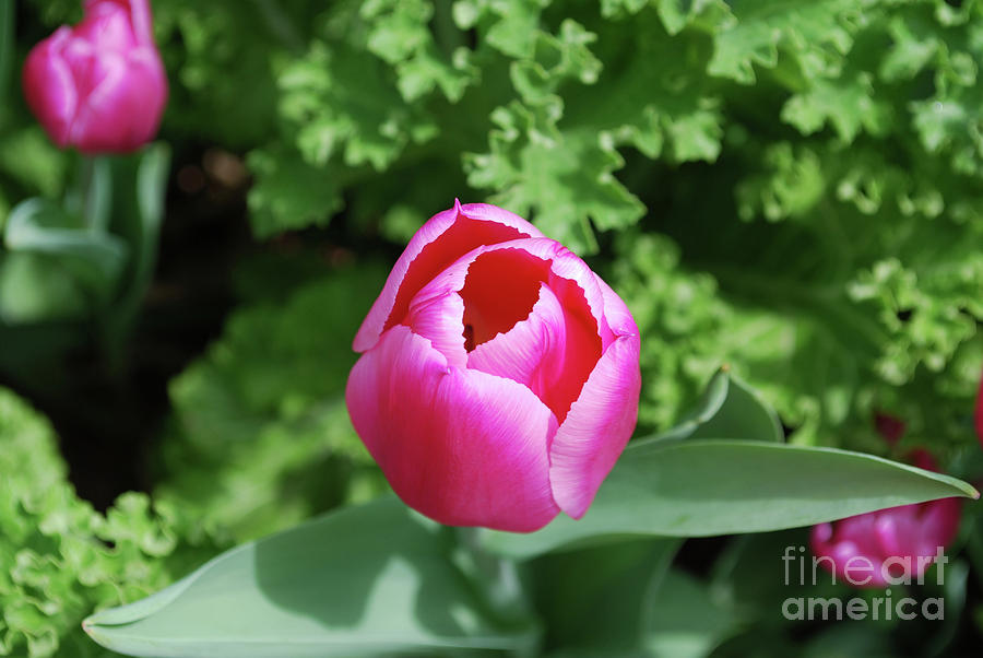 Gorgeous Blooming Dark Pink Tulip Flowering in a Garden Photograph by DejaVu Designs