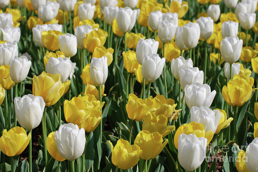 Gorgeous Blooming Field of White and Yellow Tulips Photograph by DejaVu Designs