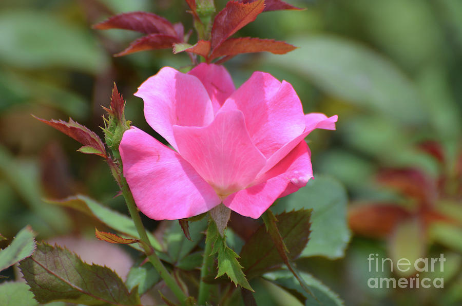 Gorgeous Blooming Pink Rose Blossom in a Garden Photograph by DejaVu Designs
