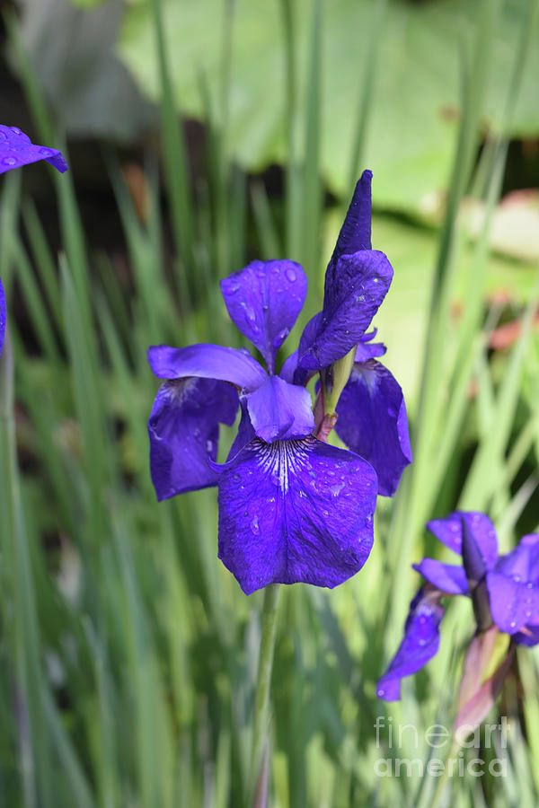 Gorgeous Blooming Purple Iris Flowering in a Garden Photograph by DejaVu Designs