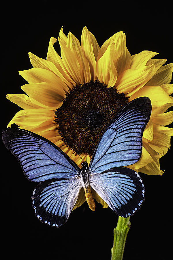 Still Life Photograph - Gorgeous Blue Butterfly by Garry Gay