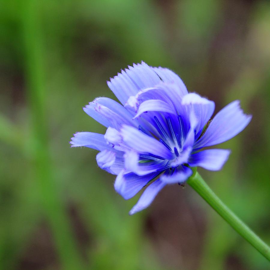 Gorgeous Blue Chicory Photograph by M E