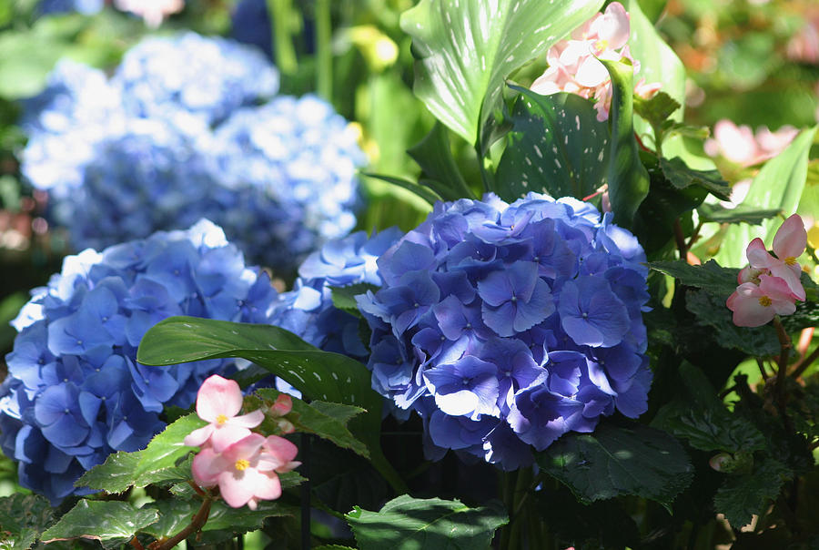 Hydrangea Photograph - Gorgeous Blue Hydrangea by Living Color Photography Lorraine Lynch