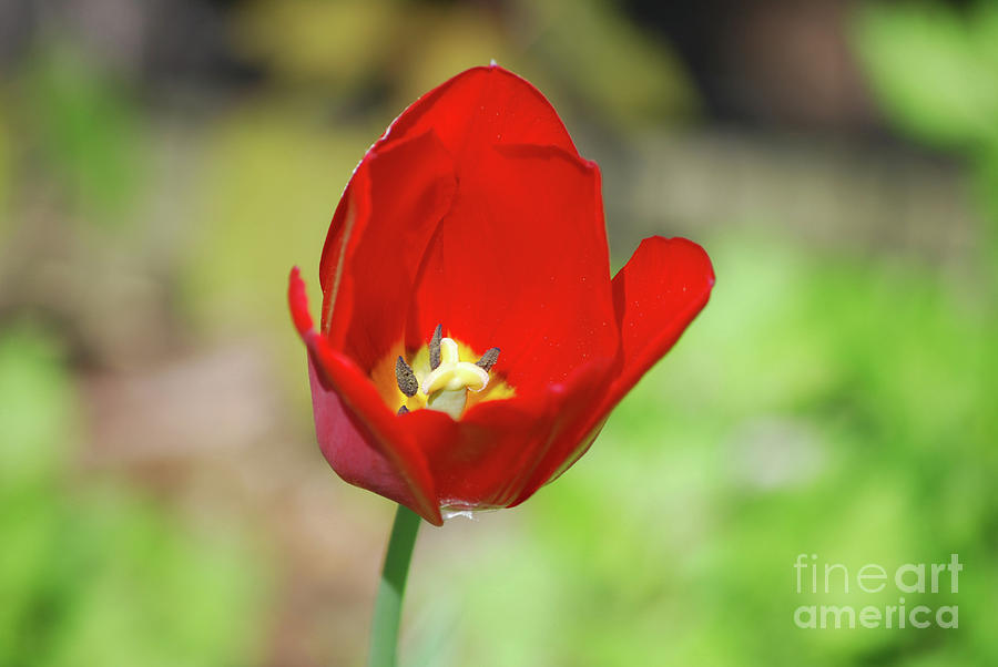 Gorgeous Brilliant Red Flowering Tulip Blossom Photograph by DejaVu Designs