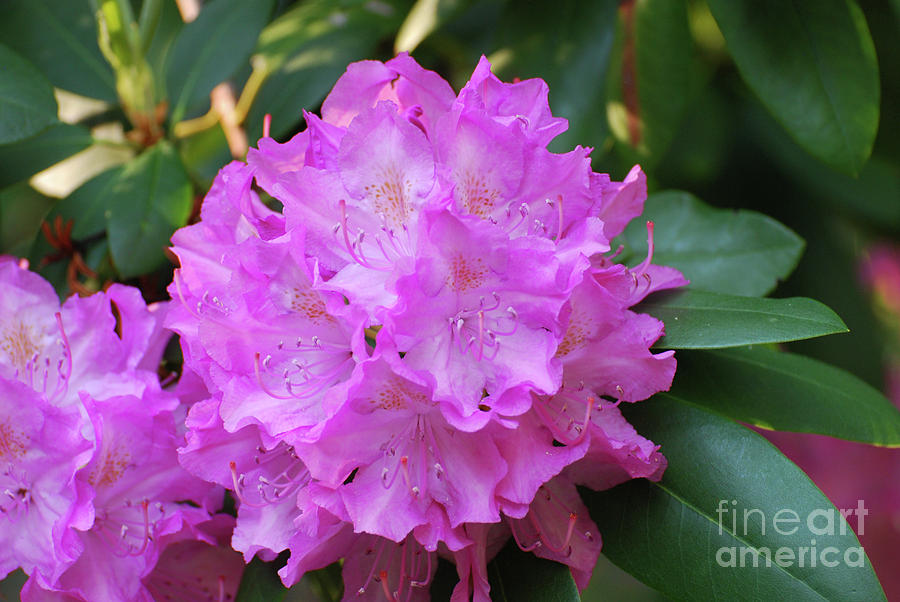 Gorgeous Bunch of Blooming Rhododendron Blossoms Photograph by DejaVu Designs