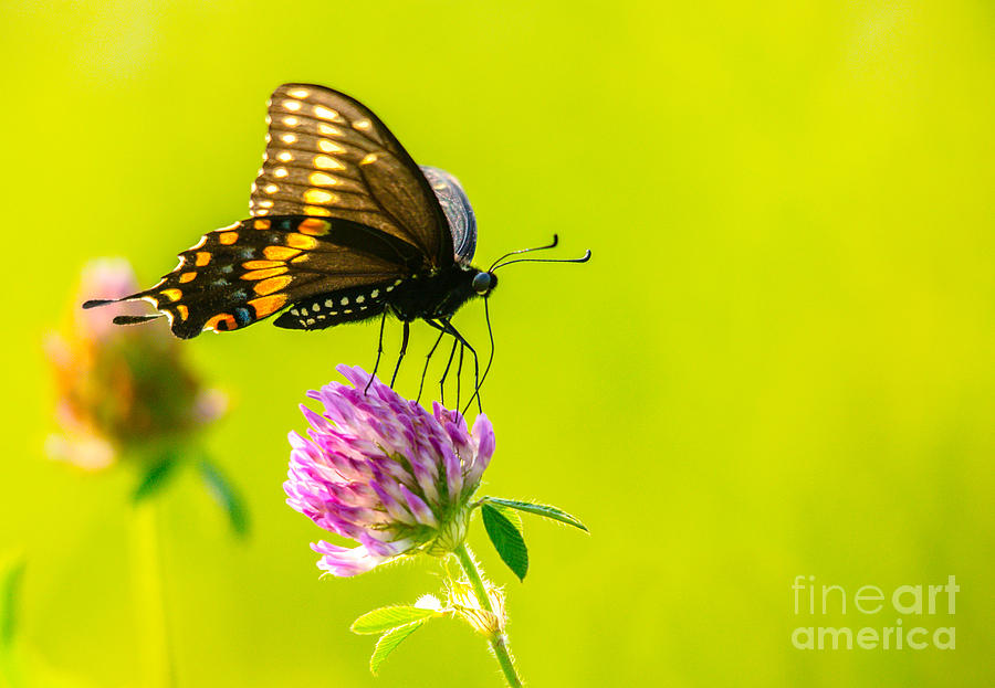 Gorgeous Butterfly Photograph by Cheryl Baxter