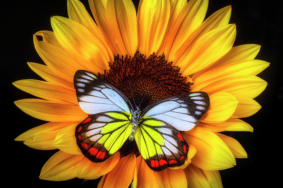 Gorgeous Butterfly On Sunflower Photograph by Garry Gay