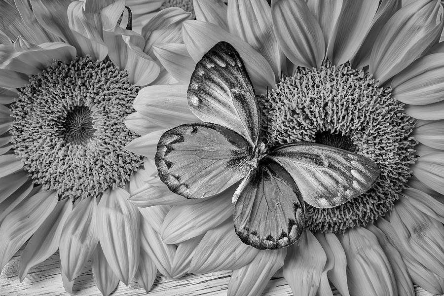 Gorgeous Butterfly On Sunflowers Black And White Photograph by Garry Gay