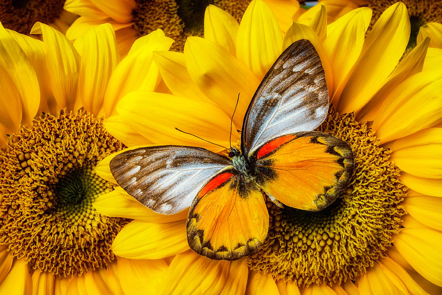 Gorgeous Butterfly On Sunflowers Photograph by Garry Gay