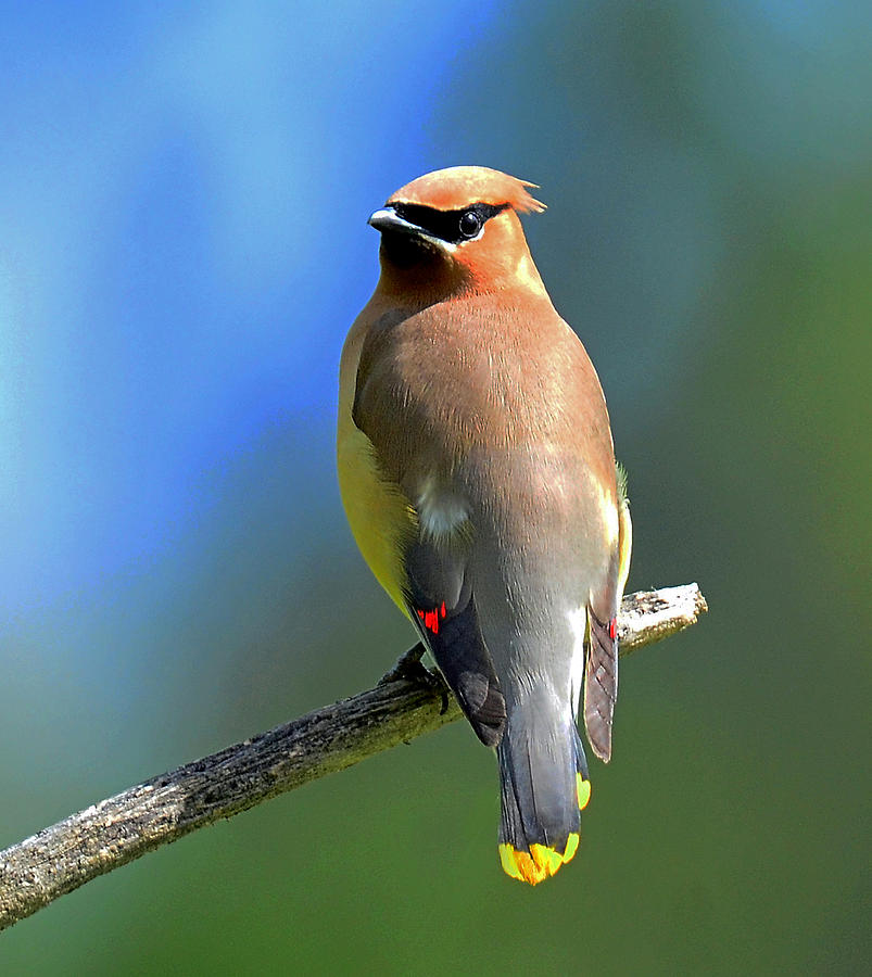 Gorgeous Cedar Waxwing Photograph by Rodney Campbell