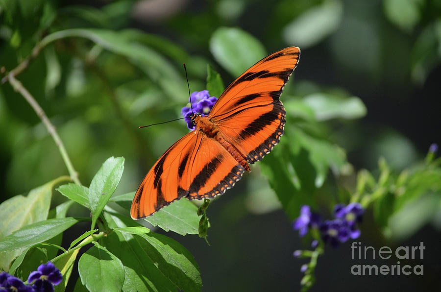 Gorgeous Close Up of a Oak Tiger Butterfly Photograph by DejaVu Designs